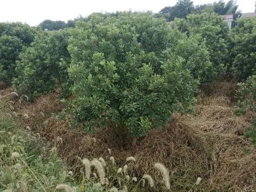 杨梅苗