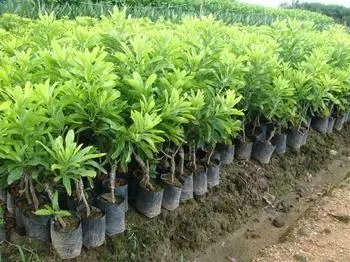 贵州杨梅苗基地