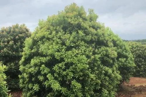 杨梅树