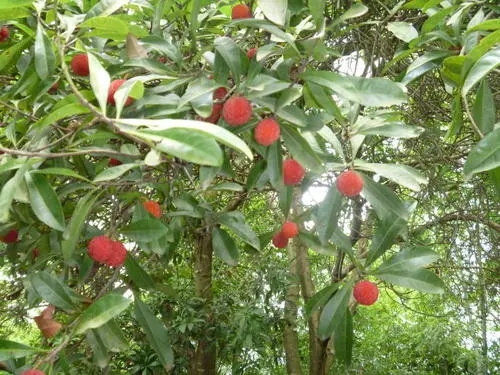 杨梅苗种植基地